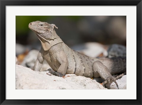 Framed Cayman Islands, Caymans iguana, Lizard, rocky beach Print