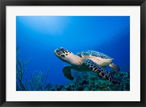 Framed Cayman Islands, Hawksbill Sea Turtle and coral reef Print