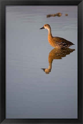 Framed Cayman Islands, West Indian Whistling Duck Print