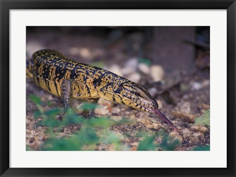 Framed Trinidad, Asa Wright Nature Ctr, Tiger Lizard Print