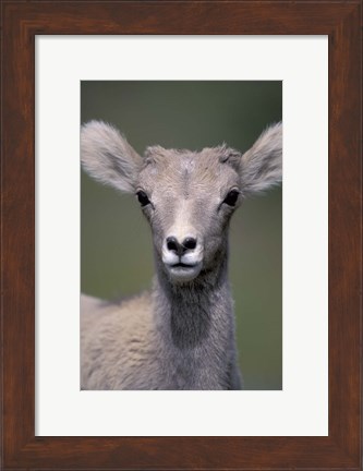 Framed Bighorn Sheep, Banff National Park, Alberta, Canada Print