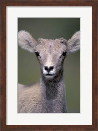 Framed Bighorn Sheep, Banff National Park, Alberta, Canada Print