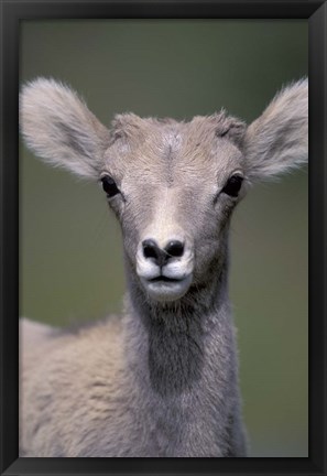 Framed Bighorn Sheep, Banff National Park, Alberta, Canada Print