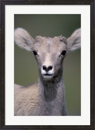 Framed Bighorn Sheep, Banff National Park, Alberta, Canada Print