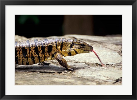 Framed Golden Tegu Lizard, Asa Wright Wildlife Sanctuary, Trinidad, Caribbean Print