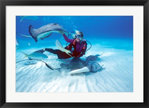 Framed Stingray City, Cayman Islands, Caribbean Print