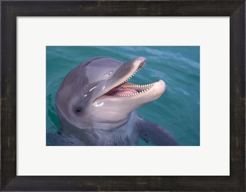 Framed Bottlenose Dolphin, Caribbean Print