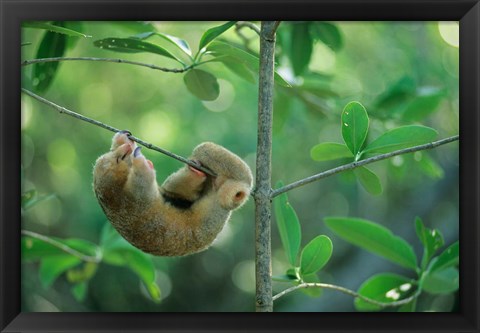 Framed Silky Anteater wildlife, West Indies, Trinidad Print