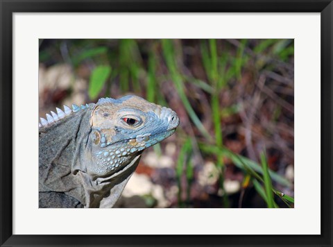 Framed Iguana lizard, Queen Elizabeth II Park, Grand Cayman Print