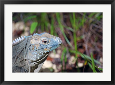 Framed Iguana lizard, Queen Elizabeth II Park, Grand Cayman Print