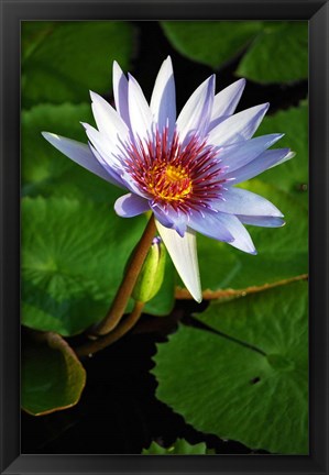 Framed Lily flower pads, Botanic Park, Grand Cayman Print