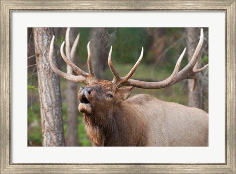 Framed Canada, Alberta, Jasper National Park Bull elk bugling Print