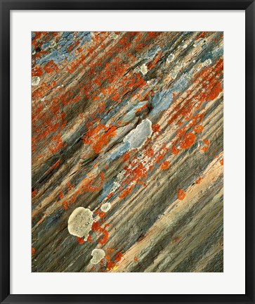 Framed Lichens on stone, Banff NP, Alberta, Canada Print