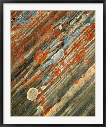 Framed Lichens on stone, Banff NP, Alberta, Canada Print