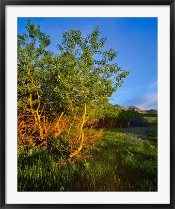 Framed Quaking Aspen Grove along the Rocky Mountain Front in Waterton Lakes National Park, Alberta, Canada Print