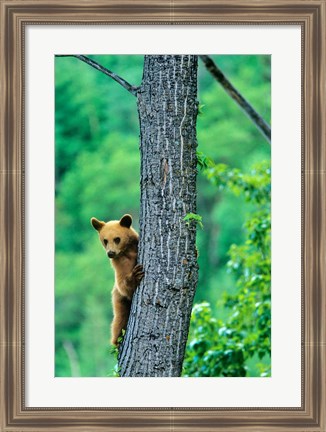 Framed Black bear, Waterton Lakes National Park, Alberta Print