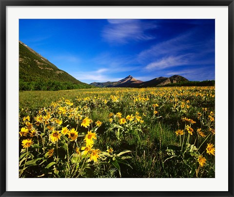 Framed Arrowleaf balsomroot covers the praire, Waterton Lakes National Park, Alberta, Canada Print