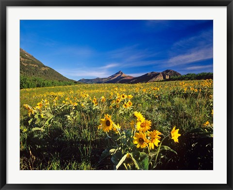 Framed Arrowleaf balsomroot flowers, Waterton Lakes NP, Alberta Print