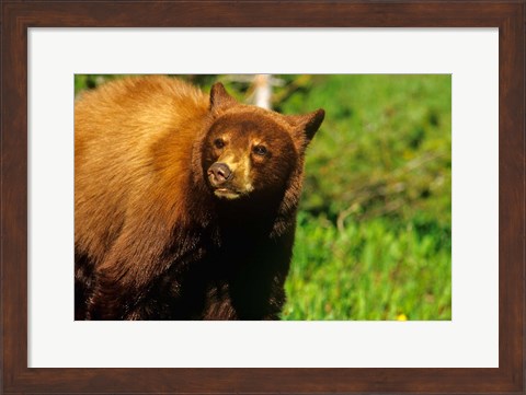 Framed Juvenile black bear, Waterton Lakes NP, Alberta, Canada Print