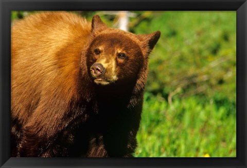 Framed Juvenile black bear, Waterton Lakes NP, Alberta, Canada Print