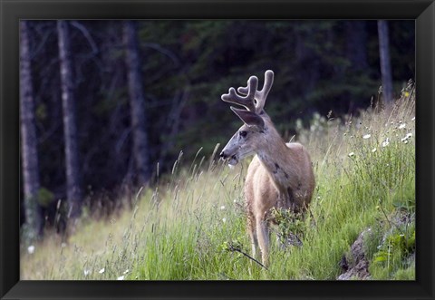 Framed Young deer in Banff National Park, Alberta, Canada Print