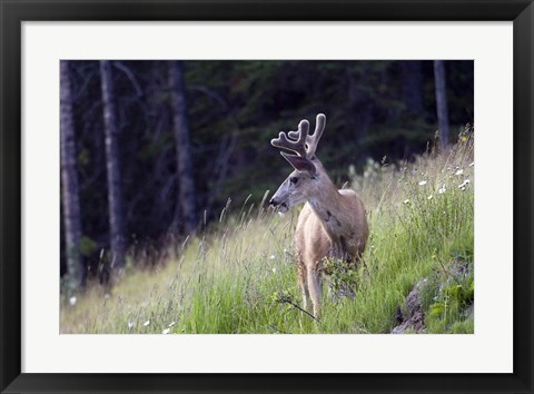 Framed Young deer in Banff National Park, Alberta, Canada Print