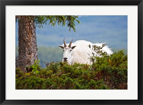 Framed Alberta, Jasper National Park, Mountain Goat wildlife Print