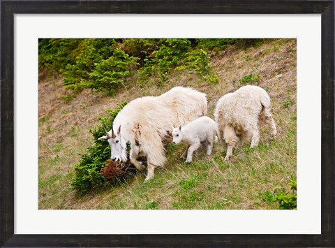 Framed Alberta, Jasper NP, Mountain Goat wildlife Print