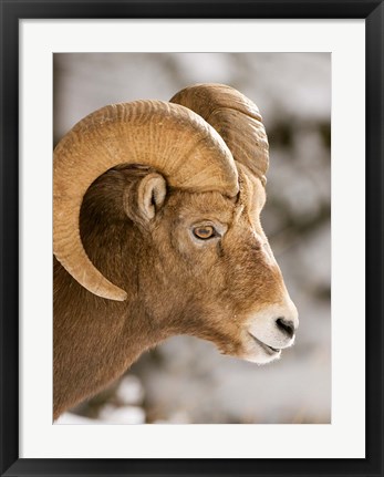 Framed Bighorn sheep, Maligne Canyon, Jasper NP, Alberta Print