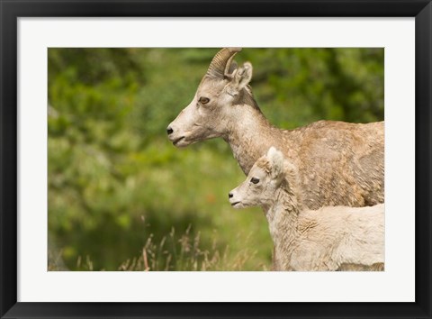 Framed Bighorn sheep wildlife, Peter Lougheed Park, Alberta Print