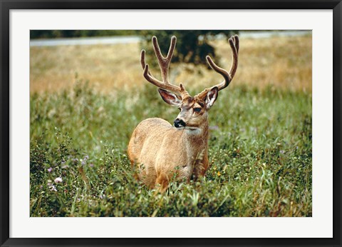 Framed Grazing mule deer buck, Waterton Lakes NP, Canada Print