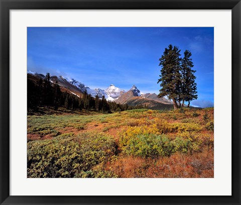 Framed Landscape with Mt Saskatchewan, Banff NP, Alberta Print