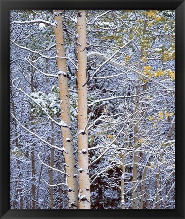 Framed Alberta, Peter Lougheed PP Aspen trees in snow Print