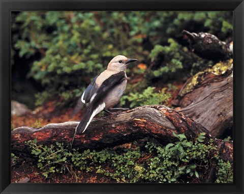 Framed Clark&#39;s Nutcrackers bird in Banff NP, Alberta Print