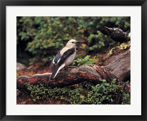 Framed Clark&#39;s Nutcrackers bird in Banff NP, Alberta Print