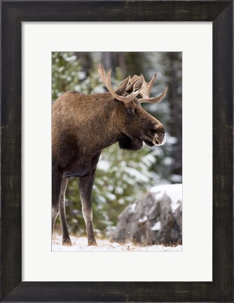 Framed Alberta, Jasper National Park Bull Moose wildlife Print