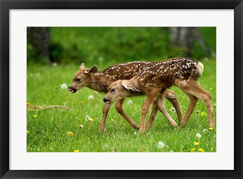 Framed Canada, Alberta, Waterton Lakes NP, Mule deer fawns Print