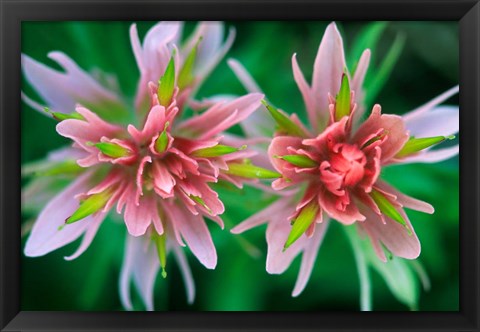 Framed Indian Paintbrush, Banff National Park, Alberta, Canada Print