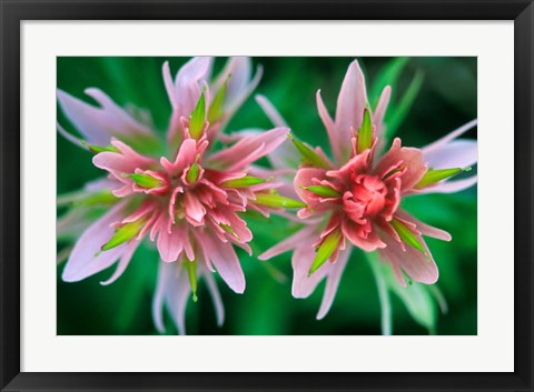 Framed Indian Paintbrush, Banff National Park, Alberta, Canada Print