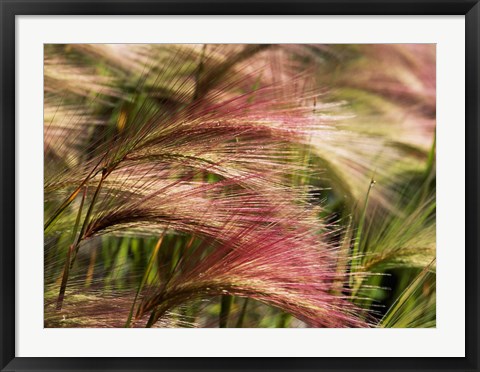 Framed Foxtail barley, Banff NP, Alberta, Canada Print