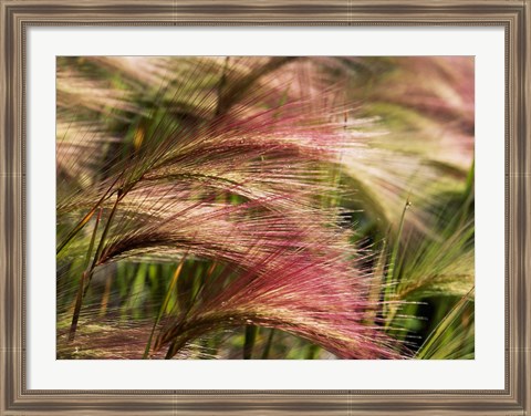 Framed Foxtail barley, Banff NP, Alberta, Canada Print