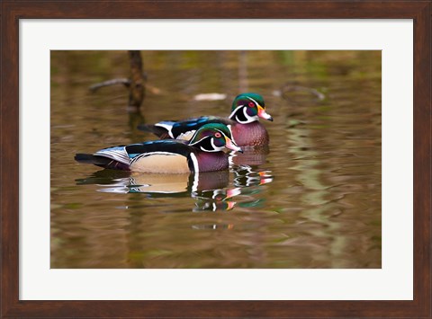 Framed Wood ducks, British Columbia, Canada Print