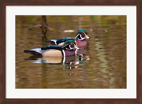 Framed Wood ducks, British Columbia, Canada Print