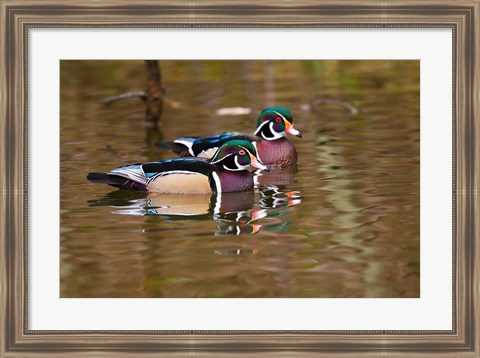 Framed Wood ducks, British Columbia, Canada Print