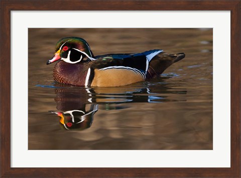 Framed Close up of Wood duck, British Columbia, Canada Print