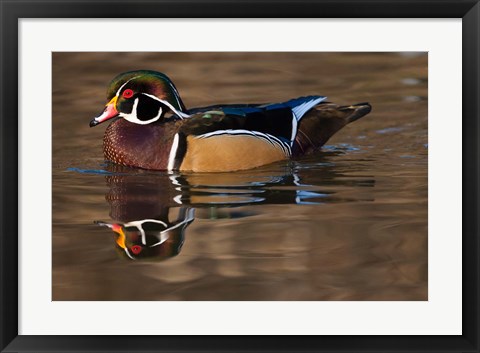 Framed Close up of Wood duck, British Columbia, Canada Print