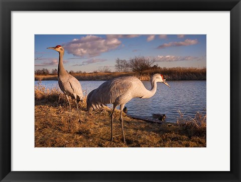 Framed Sandhill cranes, Migratory Bird Sanctuary, British Columbia, Canada Print