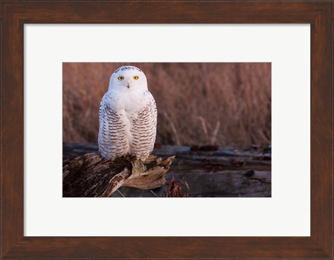 Framed Snowy owl, British Columbia, Canada Print