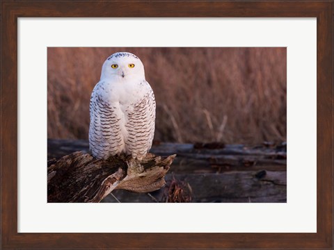 Framed Snowy owl, British Columbia, Canada Print