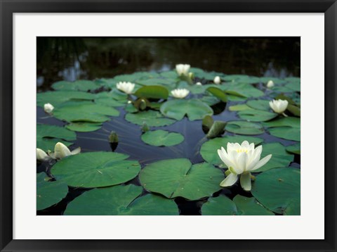 Framed White Water-Lily in Bloom, Kitty Coleman Woodland Gardens, Comox Valley, Vancouver Island, British Columbia Print